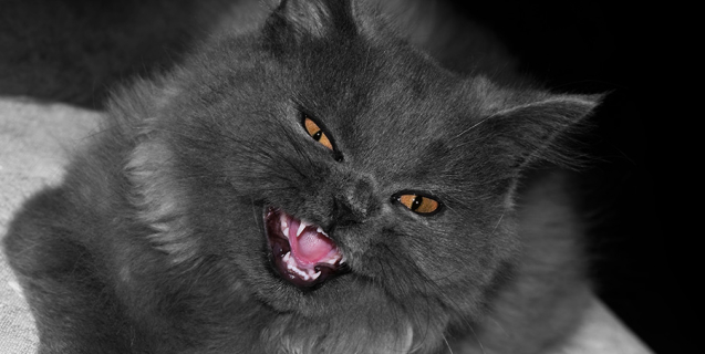 Aggression in cats