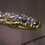 Coastal Carpet Pythons in Darwin
