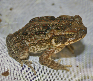 Common Cane Toad (Image: Wikipedia)