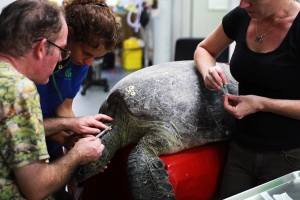 Sea turtle being treated - Wildlife Rescue Darwin