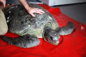 Sea Turtle brought in for treatment - Wildlife Rescue Darwin