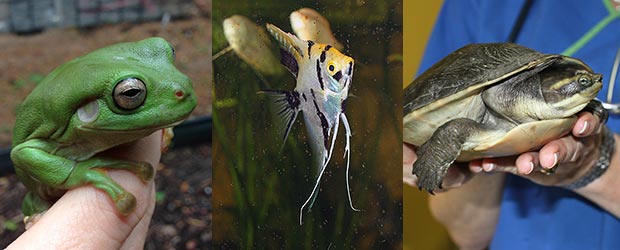 Frogs, Fish, and other Exotic Pets