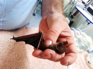 Splinted a Microbat's wing with the shaft of a feature