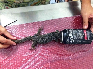 Spotted Tree Monitor found with it's head stuck in this can. Don't litter!