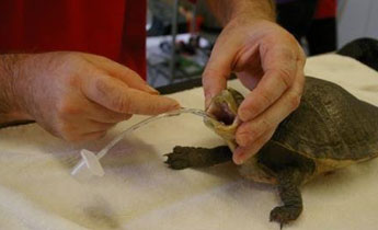 Turtle undergoing caesarian surgery