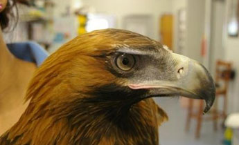 Wedge-tail eagle brought in for a fractured wing