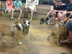 Puppy Preschool Class in Action