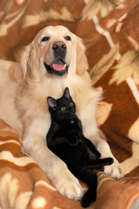 Dog and Cat desexing